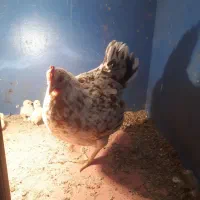 مرغ و جوجه کوشین