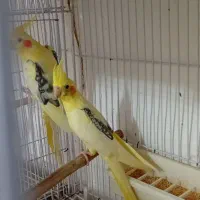 جفت دوکت مولد و جوجه های تک کت ‌و تک خال