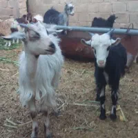 تعدادی کره نروماده