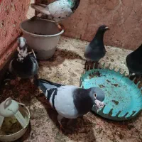 دوجفت کبوتر با جوجه