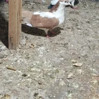 کفتر پرشی|پرنده|مشهد, چهارچشمه|دیوار