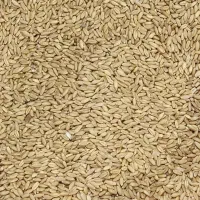 گندم بذری بوجاری شده دیم و بش