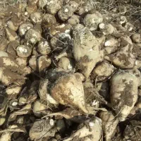 چقندر قند مخصوص دام