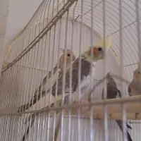 عروس هلندی ابلغ نر تخم اول شاه تخم