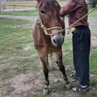 فروش قاطر|حیوانات مزرعه|گوراب زرمیخ, |دیوار