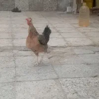 مرغ