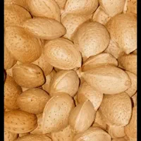 بادام تازه امسال دشت ارژن
