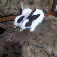 خرگوش نر دو عدد