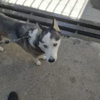 واگذاری هاسکی زیبا|سگ|شیراز, عفیف‌آباد|دیوار