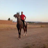 نریان ترکمن و کره نریان ترکمن|اسب و تجهیزات اسبسواری|کاشمر, |دیوار