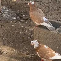 کفتر سرخ و شازده