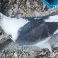 دو عدد کفتر جوجه پشت