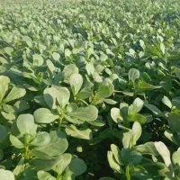 سبزی فروشی امین