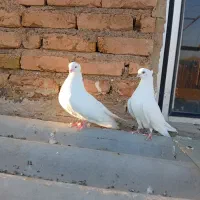 کبوتر