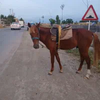 کره اسب دوخون آرام به شرط