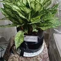 گل وگیاه طبیعی