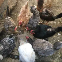مرغ خروس