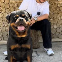 توله روتوایلر اروپایی سگ روتوایلر دلقکی رتوایلر