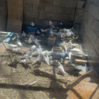 کبوتر تهرونی