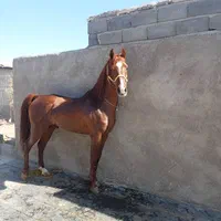 آموزش سوارکاری