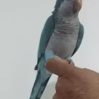 طوطی راعب (بم)|پرنده|بم, |دیوار