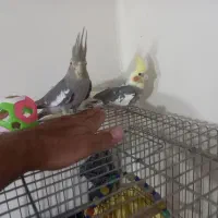 پرنده عروس هلندی