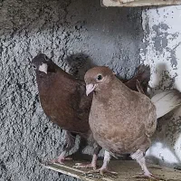 کفتر سرخ|حیوانات|آبادان, |دیوار