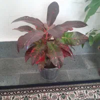 گل های آپارتمانی شاداب و سرحال