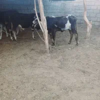 ۲راس گوساله نر