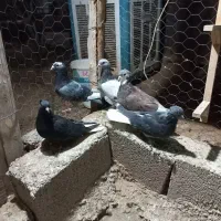 ۵تا کفتر بیگیری دس اولی|پرنده|شیراز, فرودگاه شهید دستغیب شیراز|دیوار