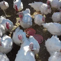 فروش بوقلمون|حیوانات مزرعه|مبارکه, |دیوار