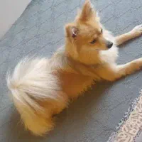 حیوان خانگی پیدا شوده