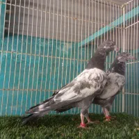 پاکستانی عالی و درجه یک|پرنده|بندرعباس, |دیوار