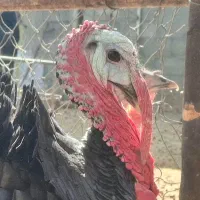 بوقلمون بالغ و خروس محلی