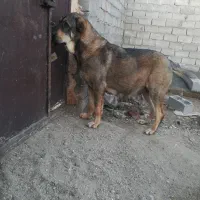 ماده طلا از نسل کاشی آبی