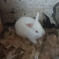 خرگوش