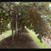 3200-متر-باغ-کیوی-در-کنه-پشت