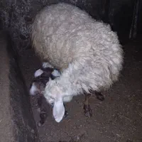 گوسفند بره دار