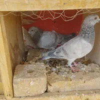 کفتر جفتگاه