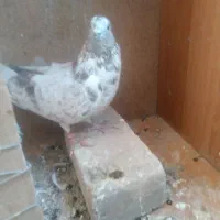 پرشی و دوکت و کله ای و سرور و طوقی و قاره سینماش|پرنده|قم, آذر (نکویی)|دیوار