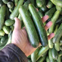 خیار محلی ۲۸ت و ۱۵ت|حراج|جهرم, |دیوار