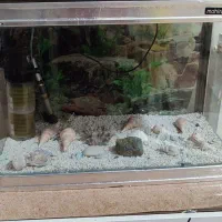 آکواریوم|ماهی|پردیس, فاز ۳|دیوار