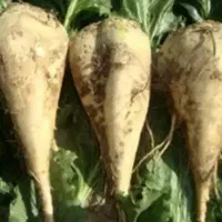 چغندر و تفاله چغندر|عمده‌فروشی|میاندوآب, |دیوار