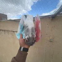 کبوتر گمشده