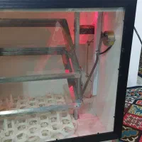 دستگاه جوجه کشی ۸۴ تایی|لوازم جانبی حیوانات|بندر انزلی, لیچارگی حسن رود|دیوار