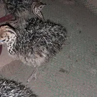 فروش جوجه شترمرغ ۴۰ روزه|حیوانات مزرعه|زرندیه, |دیوار