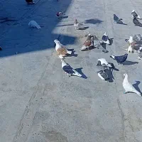 ۳۵ عدد کبوتر خوب|پرنده|سمنان, |دیوار