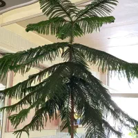 کاج مطبق ده ساله یک و نیم متری