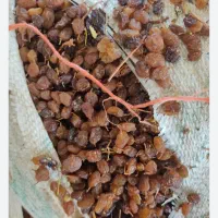 کشمش تیزآبی