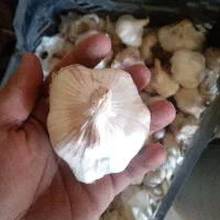 سیر درشت